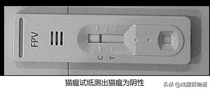 猫咪得了猫瘟怎么办？这样做，战胜猫瘟