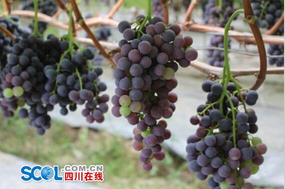 观察乐趣作文300字,趣味体验作文400字