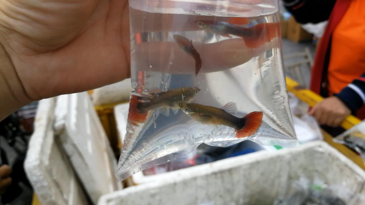 逛观赏鱼市,逛水族市场看各种观赏鱼