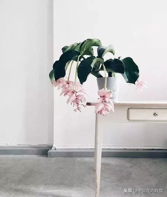 打翻了调色盘的花,打翻了调色盘的美景