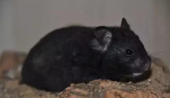 仓鼠的种类及图片大全,加卡利亚仓鼠和叙利亚仓鼠