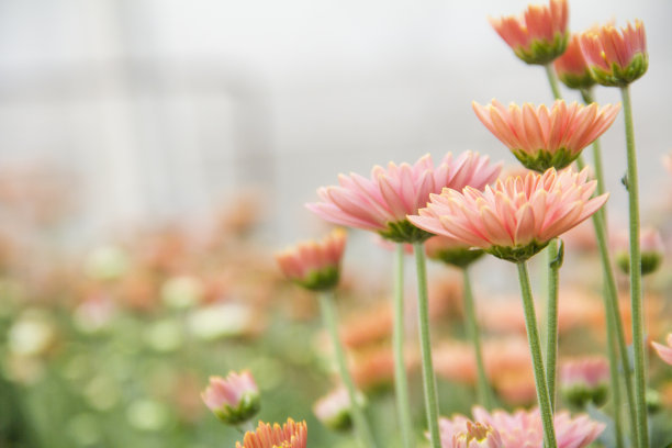 中考语文文学文化常识专题复习,语文文学必备常识书籍