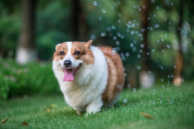 柯基犬的优点缺点有哪些,伊丽莎白女王的柯基犬怎么样了
