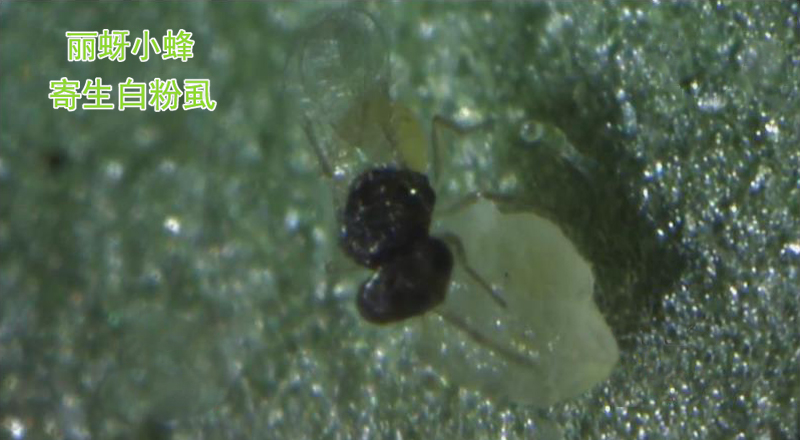 什么是生物疗法治疗,什么是生物防治及其优缺点