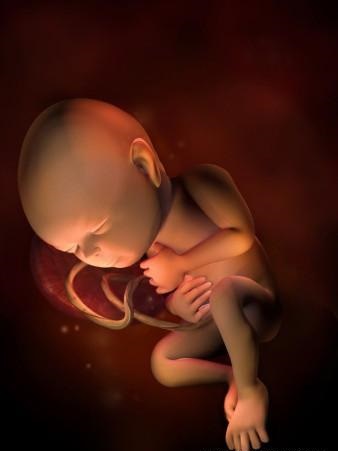 胎儿发育全过程标本,是否能看到胎儿的发育过程