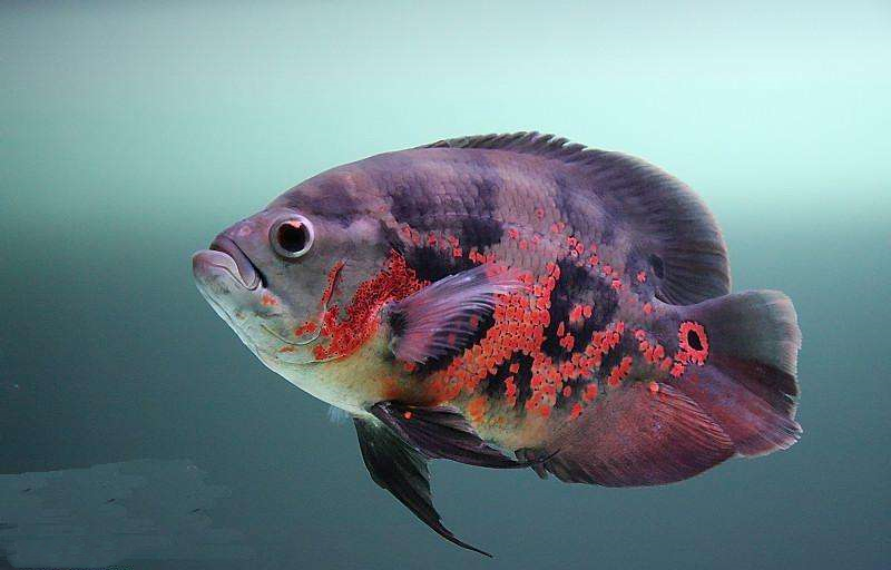 如何培养地图鱼的好动性,地图鱼可以与黑尾大勾一起养吗