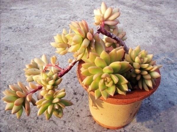 黄丽徒长砍头后怎么养护,黄丽夏季露养