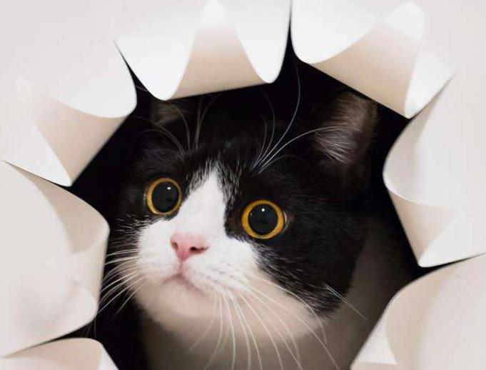 猫和老鼠一样优秀的动漫作品,猫和老鼠动漫各个角色图片