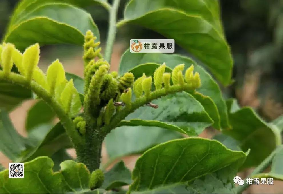 柑橘的常见病虫害和预防方法,柑橘新叶卷曲是什么虫害如何防治