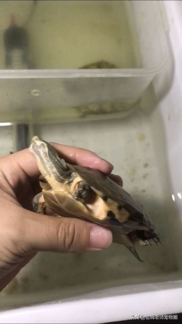 乌龟放水里一直游到岸边怎么办,乌龟溺水后眼睛是睁的还是闭的