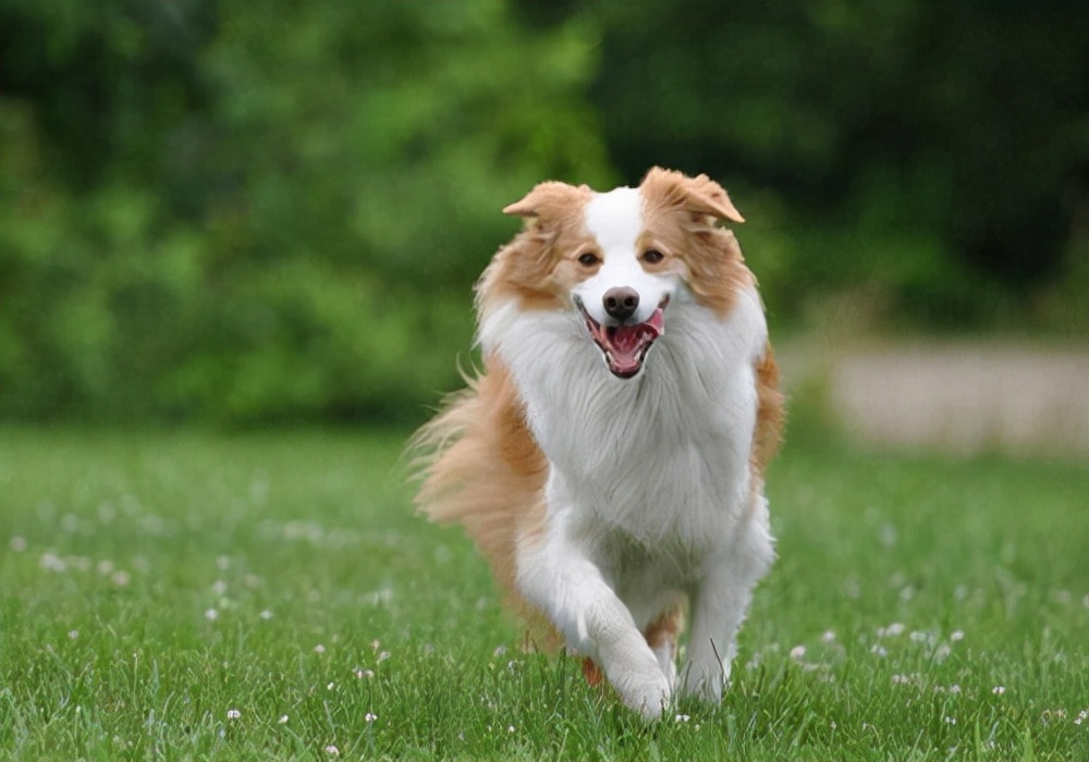 爱犬感冒：狗狗流脓一样的鼻涕用什么药，怎么处理比较好？