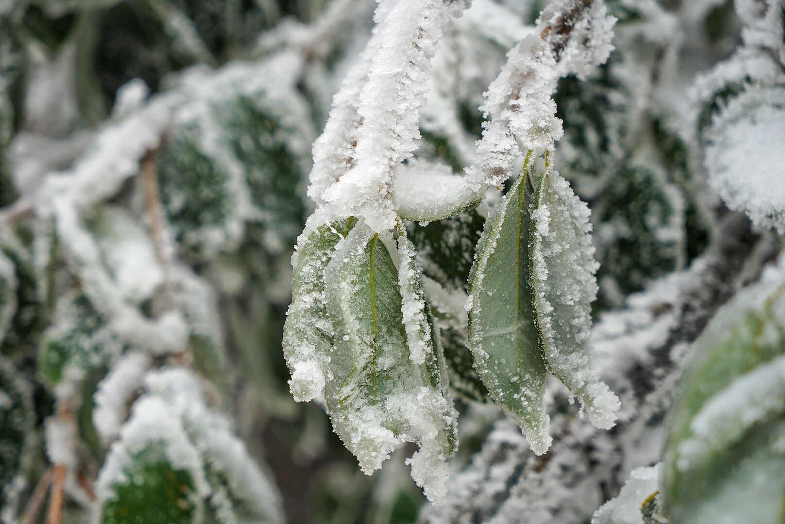张家界雪季攻略,冬天湖南张家界攻略