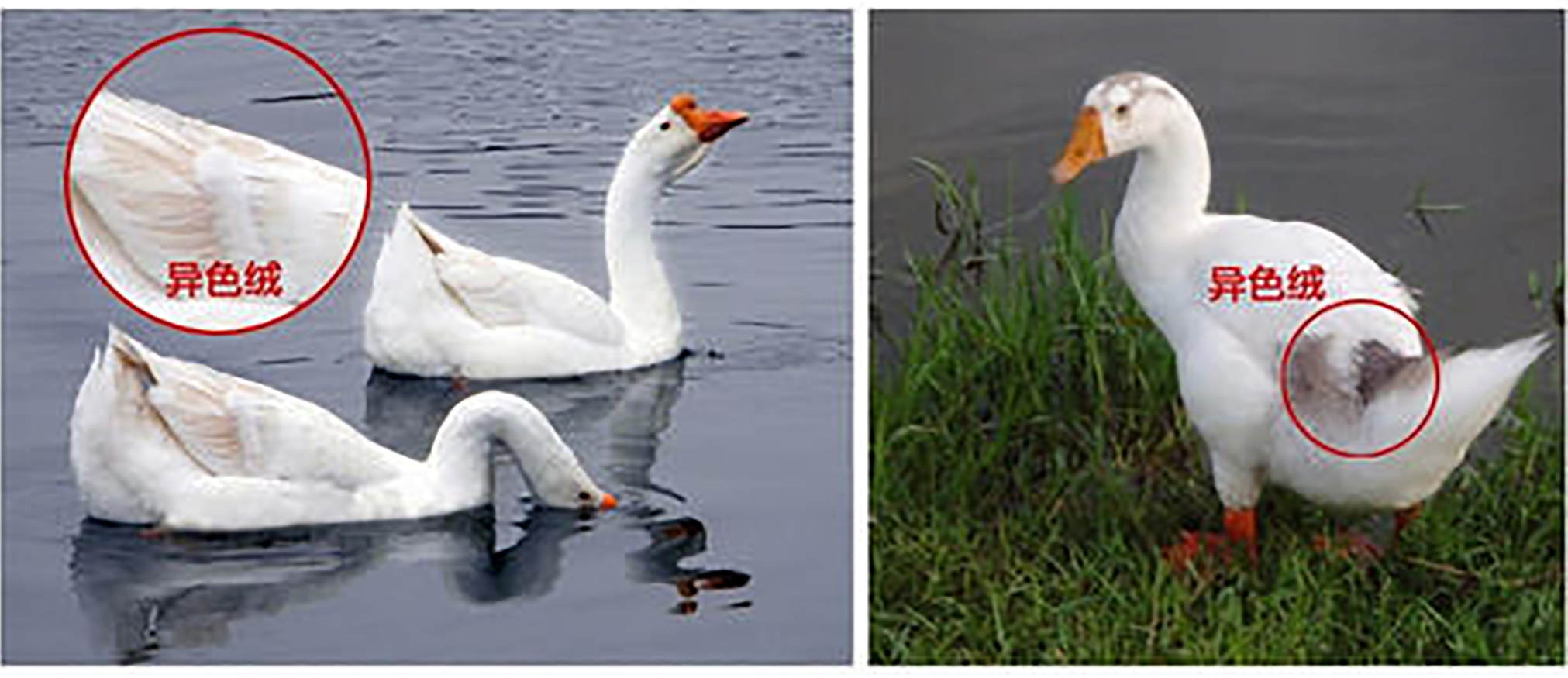 羽绒怎么处理无异味,羽绒相关问题