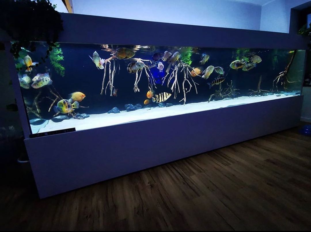 新手适合养什么水生爬宠,养水宠需要什么条件