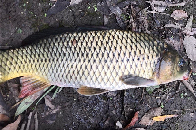 玉米香精煮嫩玉米钓鲤鱼饵料配方,钓鲤鱼用老坛玉米窝料怎么做饵料