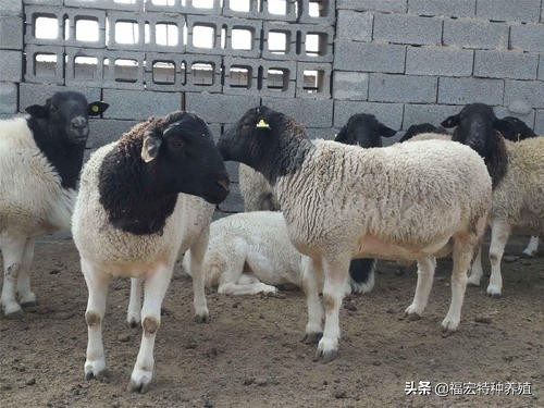 纯种杜泊羊,杜波羊出售价格表