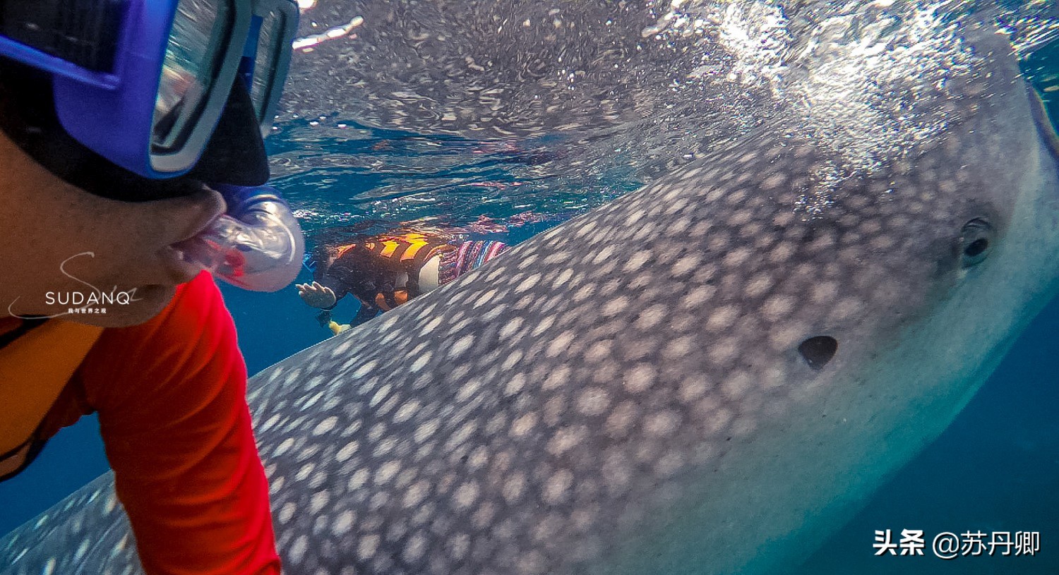 潜水多危险,自由潜水极限运动危险程度