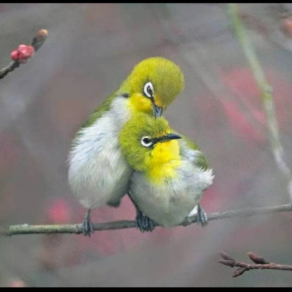 如何养好绣眼幼鸟,怎么样才能养好绣眼