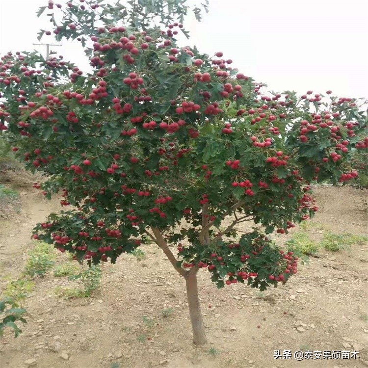 甜红子山楂新泰刘杜镇新品种甜红子山楂还是一棵有故事的山楂树