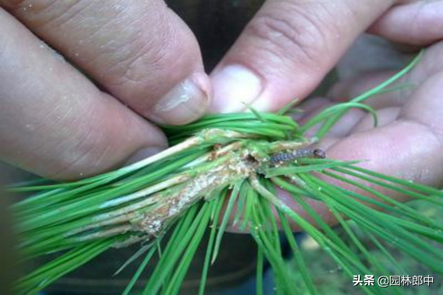 东北松梢螟及防治方法,松梢螟大树需要防治吗