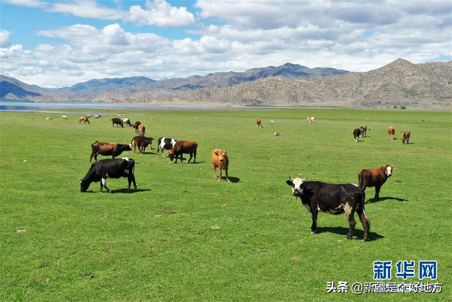 夏季的可可托海视频,夏天可可托海实拍