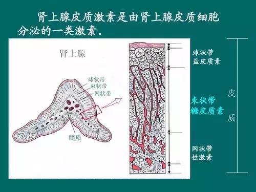 治疗白癜风要吃激素药吗,治疗白癜风没有激素的中药