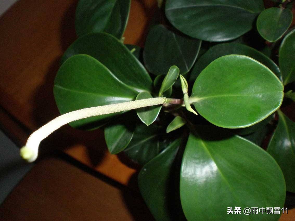 豆瓣绿病虫害多吗养护方法,豆瓣绿黄叶烂芽怎么处理