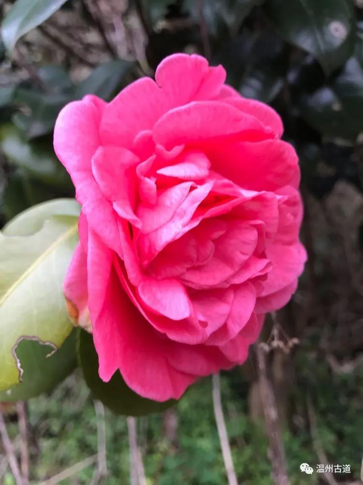 安静的尖叫,寂静的尖叫