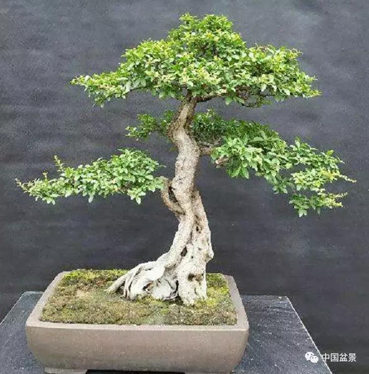 盆景植物最好养的,好养易活的盆景植物有哪些