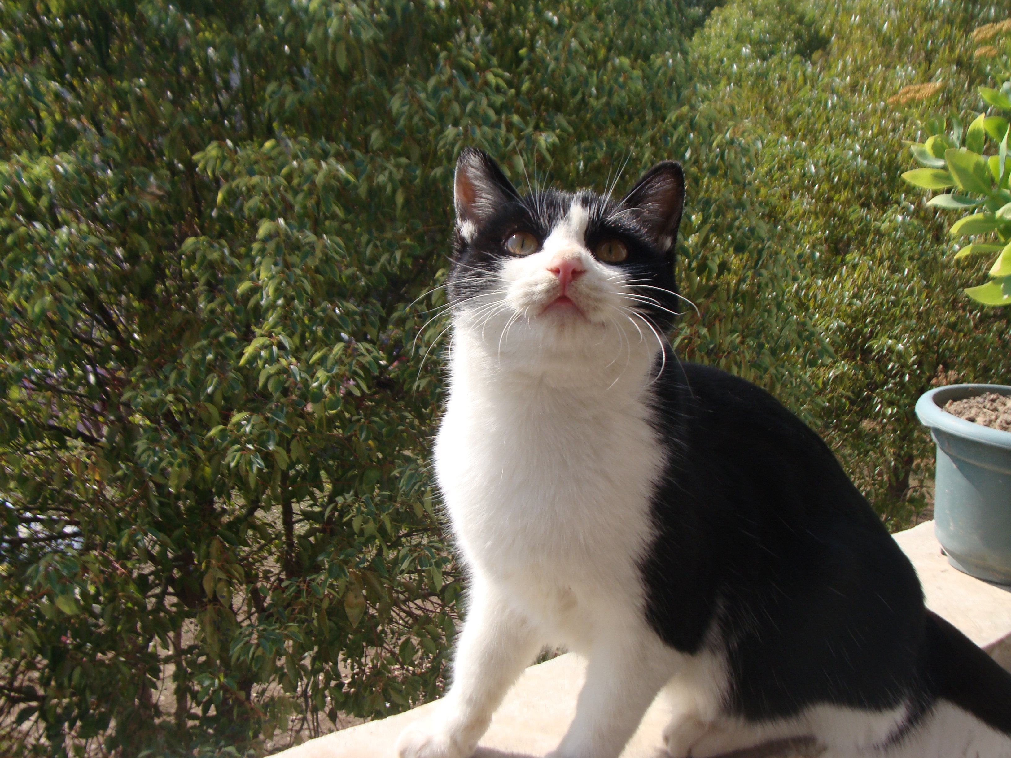 又是一年五一了，想念我的第一只宠物猫，小小黑猫警长猫咪