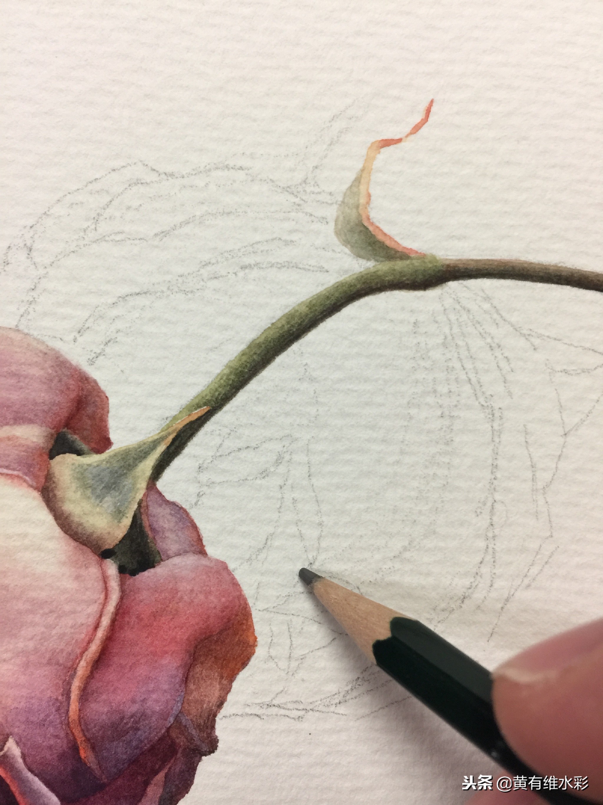 水彩绘画教程简单玫瑰,水彩步骤图花卉