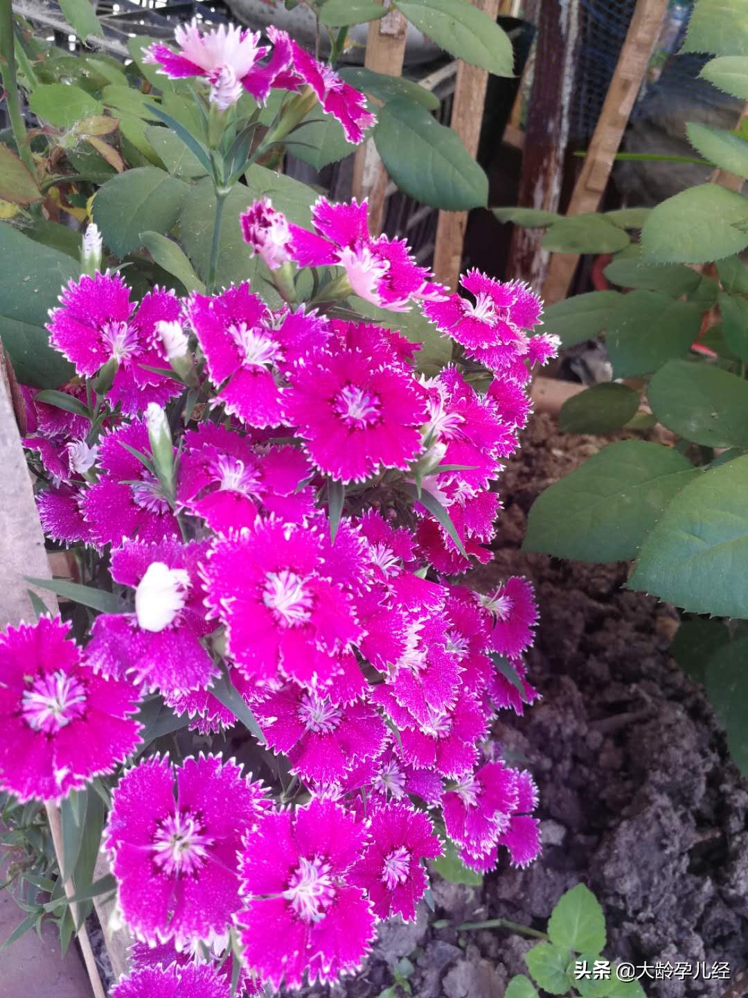 乳房护理的正确步骤,产后乳房护理实操