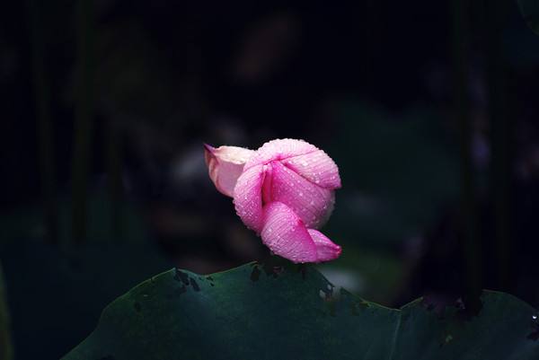 余光中精读,余光中的精神品质