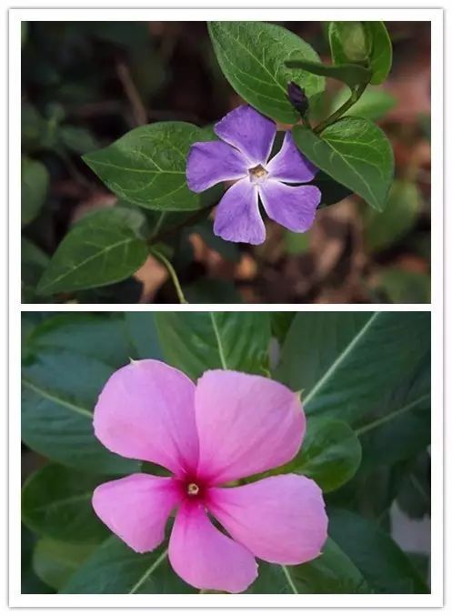 北方喜阴的室内植物花卉有哪些,喜阴耐寒的室外花卉植物有哪些