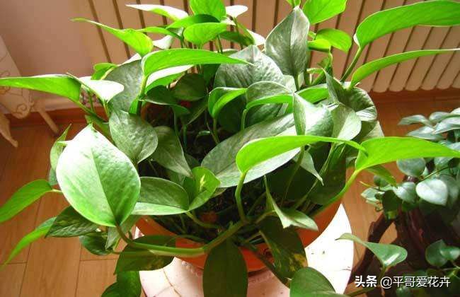 绿萝这样浇水不黄叶不烂根,绿萝怎么养才不会黄叶使叶绿肥厚