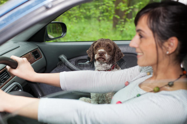 车布座椅有必要包真皮吗,真皮座椅和布座椅哪个好