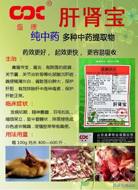 鸭中暑的最佳治疗方法,鸭中暑的症状怎么放血