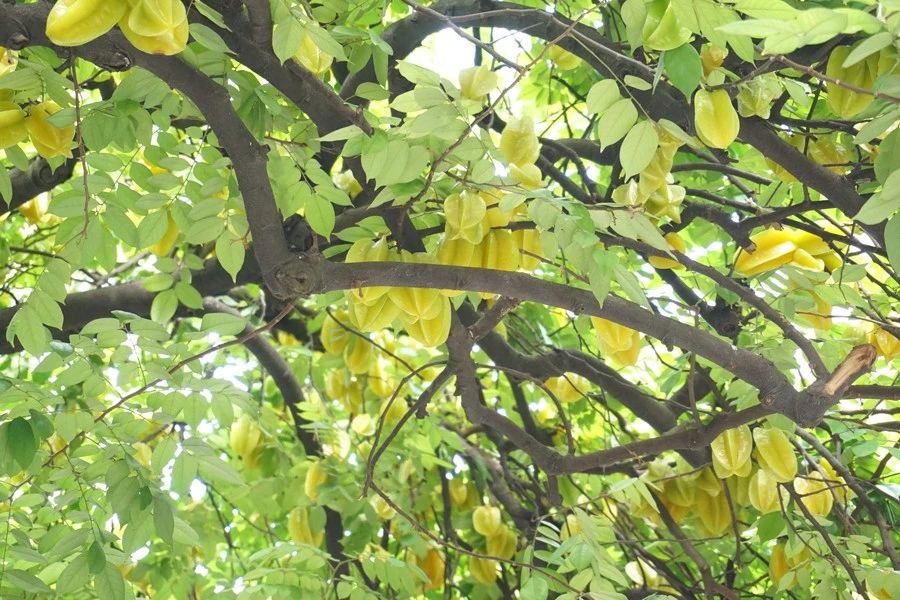 顺德大良顺德菜美食店,顺德大良同晖路上有什么美食店