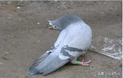 鸽子如何预防各种疾病的发生,鸽子疾病预防及治疗