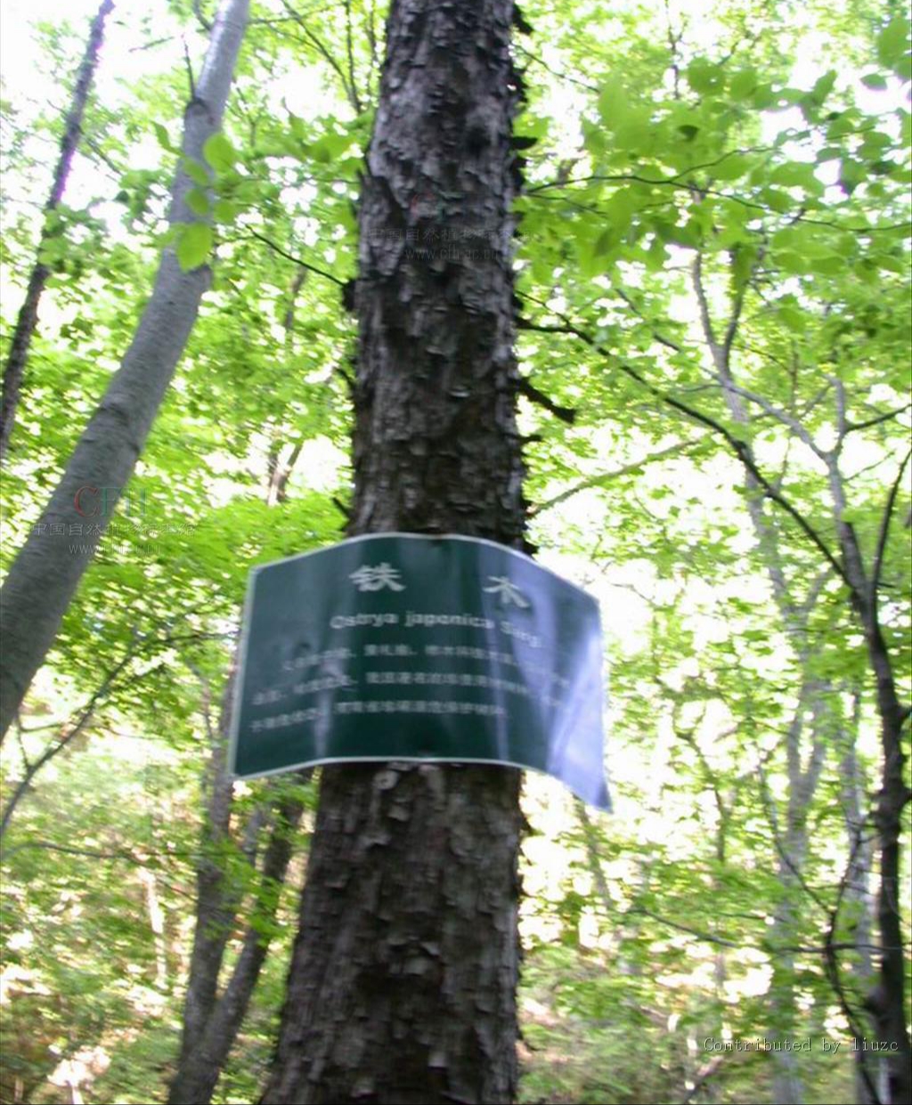 铁木材质有什么特点,铁木有哪些特征