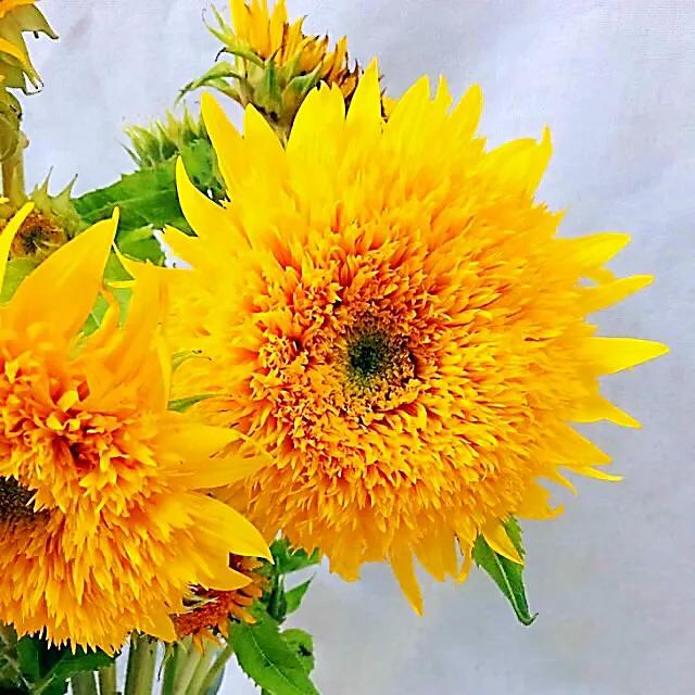 向日葵种子什么品种最好,向日葵哪种是可食用品种