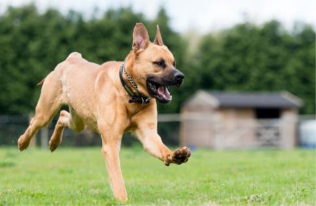 被猫狗咬伤一定要打疫苗吗,被猫狗咬伤几小时内接种狂犬疫苗