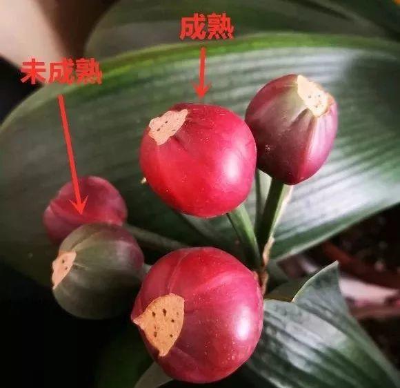 君子兰花盆里长黑色长毛,盆栽君子兰底下长小芽怎么回事