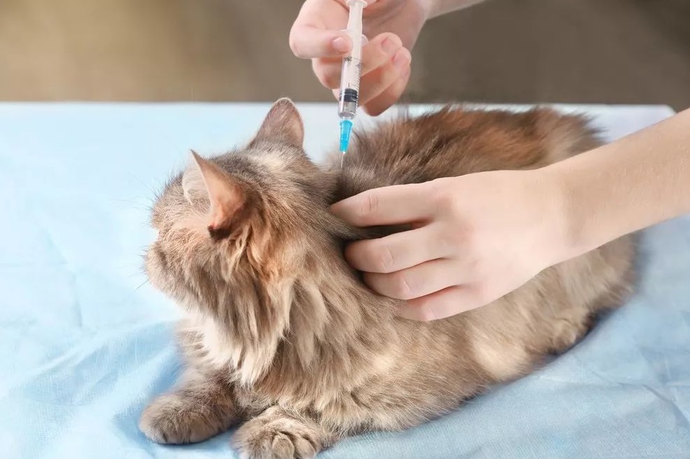 哪些航空能托运宠物猫和狗,可以带宠物的猫咪的航空公司