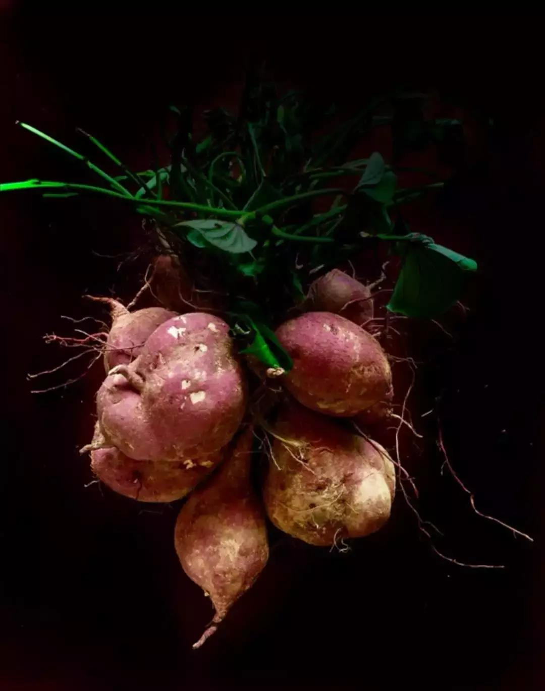 番薯中国原产有哪些品种,番薯原产地