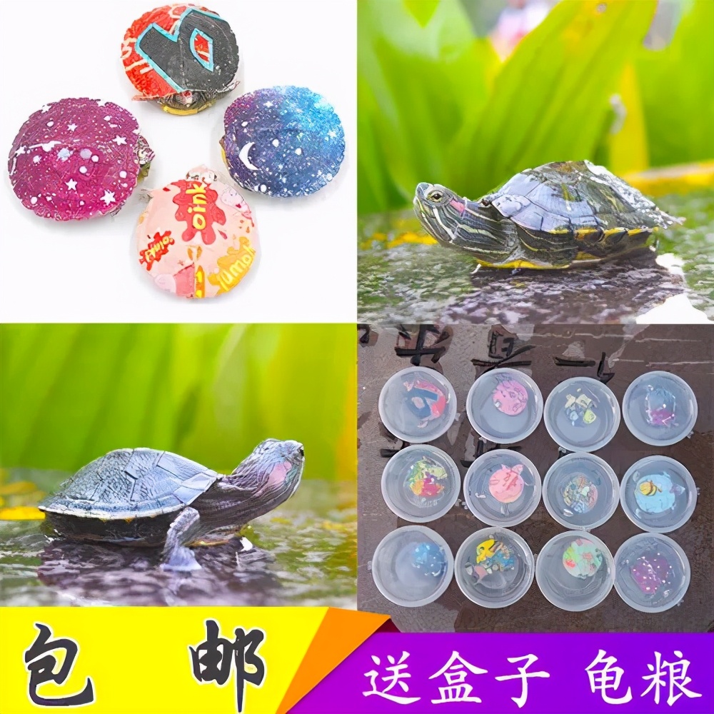 彩色小乌龟有几率活下来吗,彩色的小乌龟对龟有伤害吗