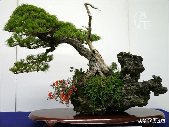 夏季盆景管理技巧,五根松盆景平常如何养护