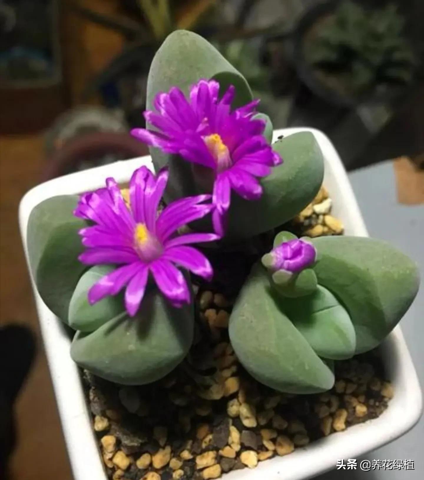 第一次养多肉，已经抽出花剑，该怎么处理好？