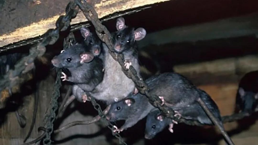 军舰上的老鼠们：非常时期的水兵口粮，苏联海军的粗暴驱鼠法