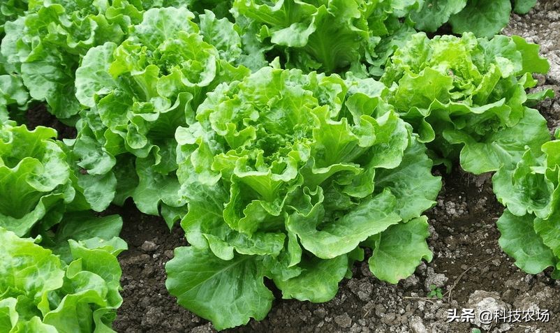 生菜种植小技巧,轻松提高发芽率,叶大不抽薹